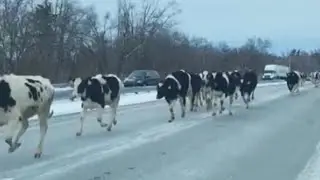 Cows Walking on Road, Jaipur, India Cows on Highway Road MD ANEES QAMAR