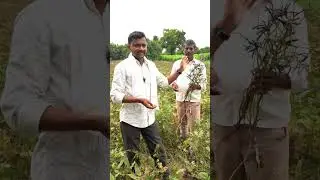 Minumula cultivation #rythubadi #blackgram #agriculture