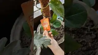 Magical Solution to make your Plants shiny and bushy💚✨#short #gardening #plant