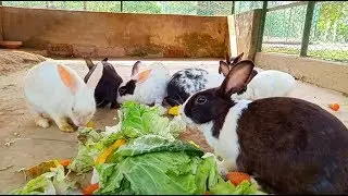 বাণিজ্যিকভাবে বাড়ীতে খরগোশ পালন পদ্ধতি।