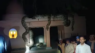 Rescue team came to the rescue: How the dangerous python was sitting | python rescue 😱 @sushilsar...
