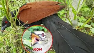 CUCKOO FIGHTS BULBUL | Cuckoo attacking Baby Birds in Nest | FULL STORY