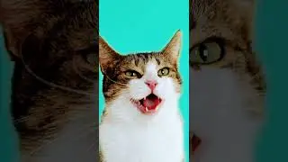 #блогер #котики#животные #tiktok #2024