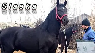 ЕВРОПАДАН СЛАСКА ТОЙЛАР КЕЛДИ...TOZA QONLI YEVROPA SLASKA OTLAR SOTILADI...#Uzb #Ot #Slaska