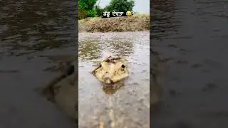 #frog #frogcore #frogs