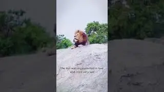 Lion Crying For Love