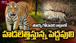 హడలెత్తిస్తున్న పెద్దపులి | Tiger Hulchul In East Godavari District | Torredu || TV5 News