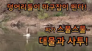 멋진 찌올림과 강력한 대물붕어와 힘겨루기! 걸면 허리이상 마릿수는 기본~~