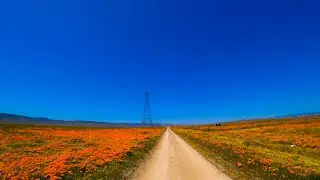 Superbloom: Antelope Valley California Poppy Reserve scenic drive 4k