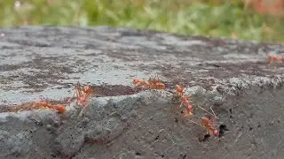 Collective behavior of a group of Red Ants. #RedAnt #SriLanka