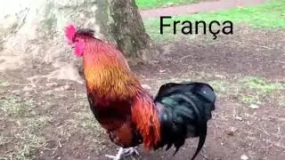 GALO DE CADA PAIS CANTANDO