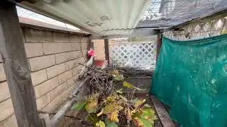 Hawk in my Aviary