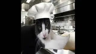Cat Chef Meme