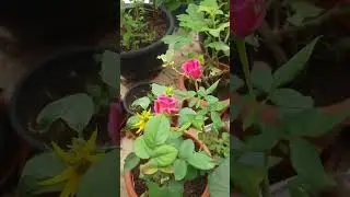 Mini sunflower and dark pink Roses 🌻🌹