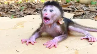 Little adorable baby monkey waiting outdoor for milk - Feeding for my cute baby monkey