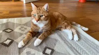 Pretzel's The hunter. Day and Night