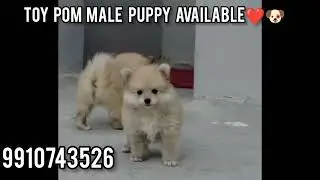 Toy pom male puppy for sale at low price 😍🐶/#delhi #dog  #puppy #trending #youtubeshorts #ytshorts