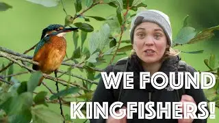 We Found Kingfishers! A Wildlife Walk Along The Grand Western Canal in Devon