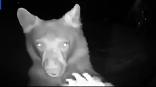 Bear rings the bell with his paw in hilarious security footage