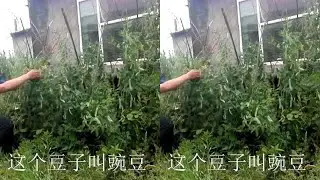 本来想摘点豌豆，小狗一直跟着捣乱，真拿它没办法