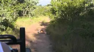 Python Catches Impala - Kruger National Park