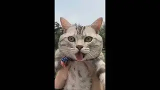 Top Best Funny Animal Videos 2026 😆😂 TRY NOT TO LAUGH 🤣 Moosey #51 #top #funnyFunny videos