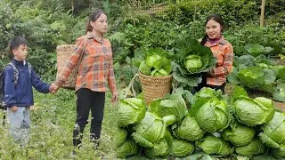 Harvesting the cabbage garden goes to the market sell - Cooking