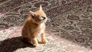 ASMR Kitty 🐈
