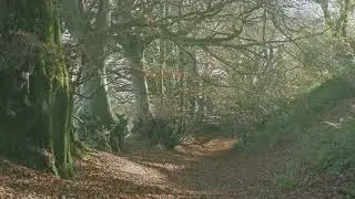 Lambert's Castle and Coney's Castle , West Dorset