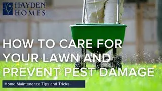 Lawn Care Tips and Preventing Crane Flies with Hayden Homes and JB Instant Lawn