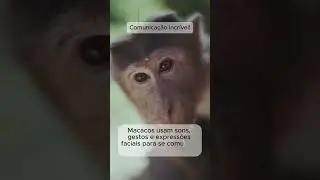 Curiosidades animal: Macaco #curiosidades #ciencia #fyp #shorts #shortvideo #animals