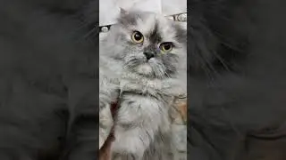 Rare cat eye colour  | #persian  #cats  #animals