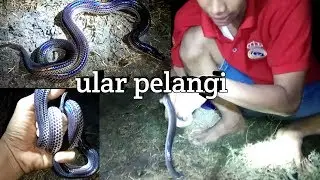 Mengenal ular pelangi ( XENOPELTIS UNICOLOR )