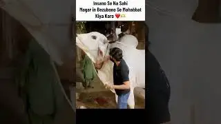 MashaAllah ❤️ #sibbi #sibbibull #sibbilover #cattleworld #cow