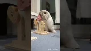 My bunnies likes it | Bunny approved