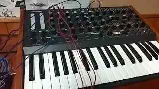 Paraphonic setup with polyrhythmic sequences #Dominion1