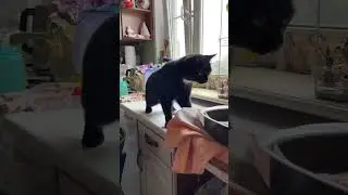 Кот и булки #cat #cute #catlover #animals #kitten #кот #котик #еда #выпечка #милота #кошки #булочки