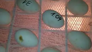 Гусята хотят на волю)