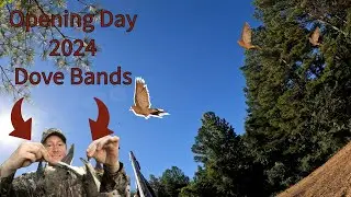 Dove Opener 2024 with BANDS | Alabama Public Land Hunting