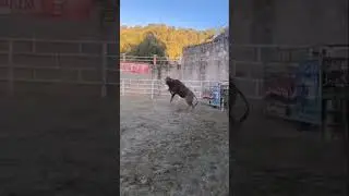 Los toros tambi&eacute;n vuelan🔥 Rancho los destructores #losdestructores #viral #berlin #shortsviral