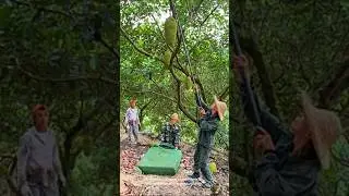 Harvesting jackfruits from tall trees with a mat below