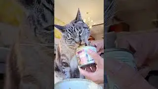 Feline Natural Lamb & King Salmon Wet Cat Food from New Zealand 🇳🇿