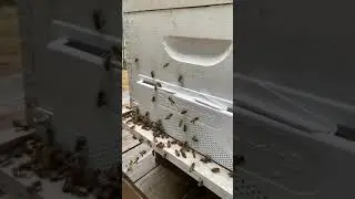 Honey Bees at the robber screen