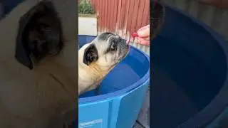 Dog LOVES Fruit! 😋 #dogshorts #pug #dogs