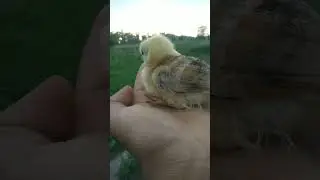 look carefully hen kids #lofi #chill #lyrics #cover #hen #music #hen #bunny #chikens