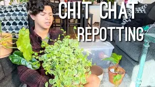 Repotting Chit Chat, Building a Huge Greenhouse, Starting a Small Business