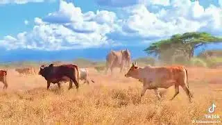 Maa coexistence with wildlife elephants in the wild 🐘