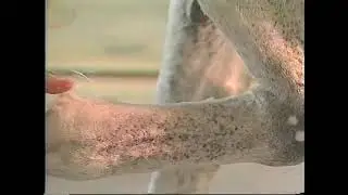 Horse Grooming.mp4