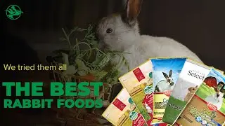 Top 10 Best Rabbit Foods (We Tested Them All)