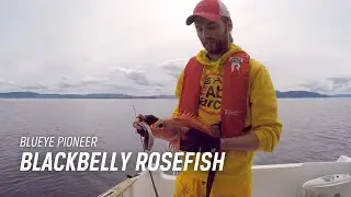 Underwater drone looking at blackbelly rosefish at 122 m | Blueye Pioneer